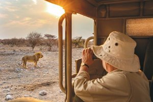 Pirschfahrt mit Löwe im Etosha Nationalpark