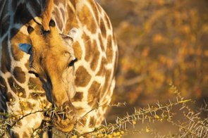 Giraffe im Etosha Nationalpark (Namibia)