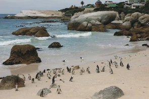 Pinguine am Boulders Beach in Südafrika