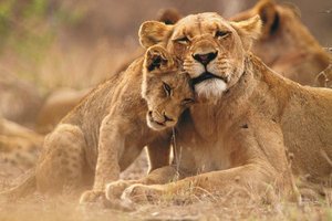 Löwenmama mit Welpe im Kruger Nationalpark, Südafrika