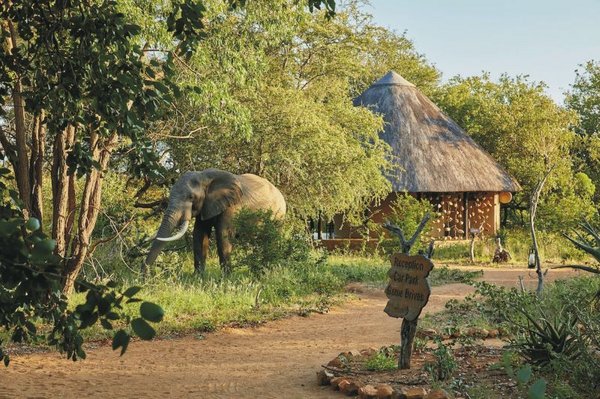 Elefant auf dem Gelände der Motswari Safari Lodge Elefant auf dem Gelände der Motswari Safari Lodge