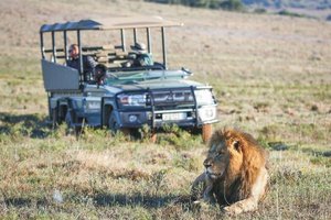 Pirschfahrt mit Löwensichtung, Südafrika