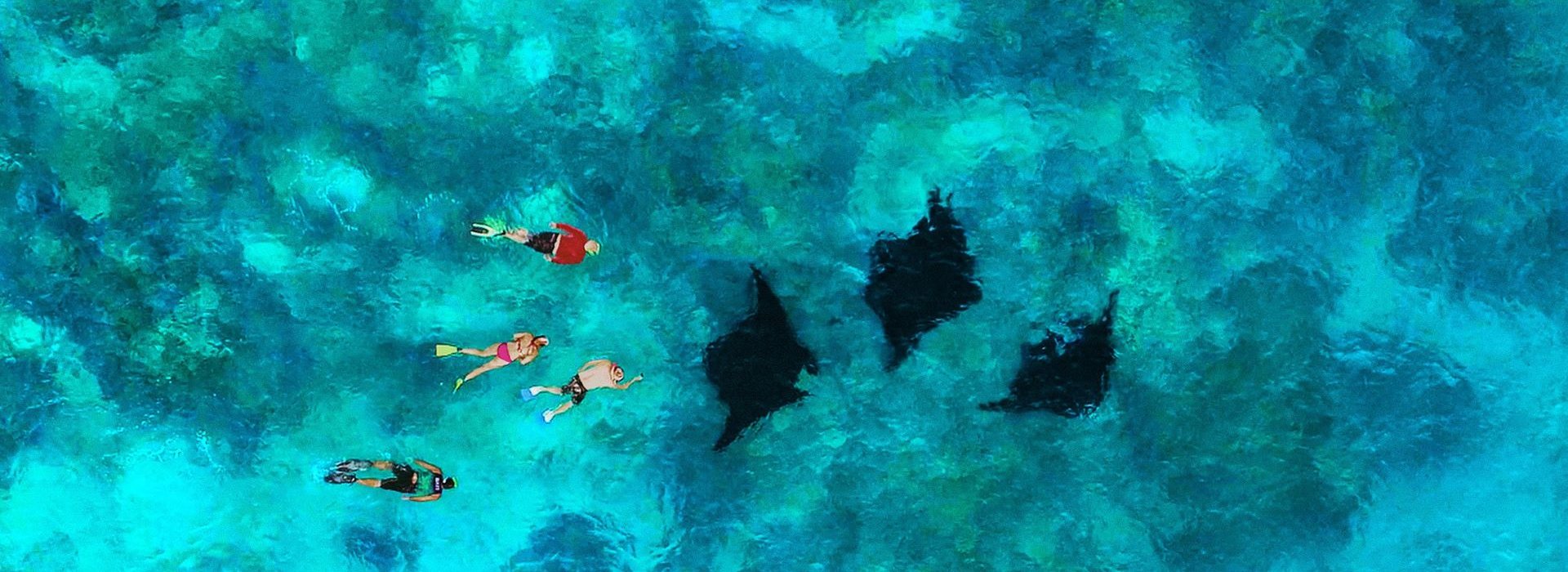 Schnorcheln mit Manta Rochen auf Fiji