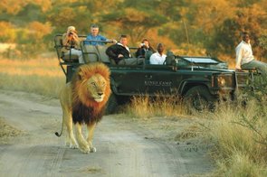 Pirschfahrt im Kruger Nationalpark mit Löwen, Südafrika