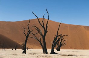 Kameldornbäume in Soussusvlei/Namib Wüste