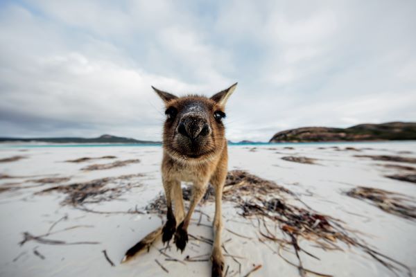 Kurzreisen & Bausteine Australien