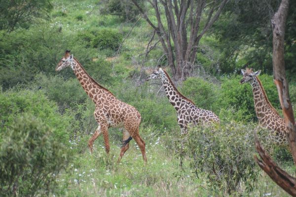 Giraffen im Tsavo West Nationalpark