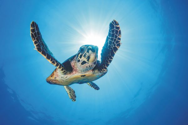 Unterwasserbegegnungen auf den Malediven Unterwasserbegegnungen auf den Malediven