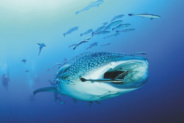 Unterwasserbegegnungen auf den Malediven Traumhafter Sonnenuntergang auf den Malediven