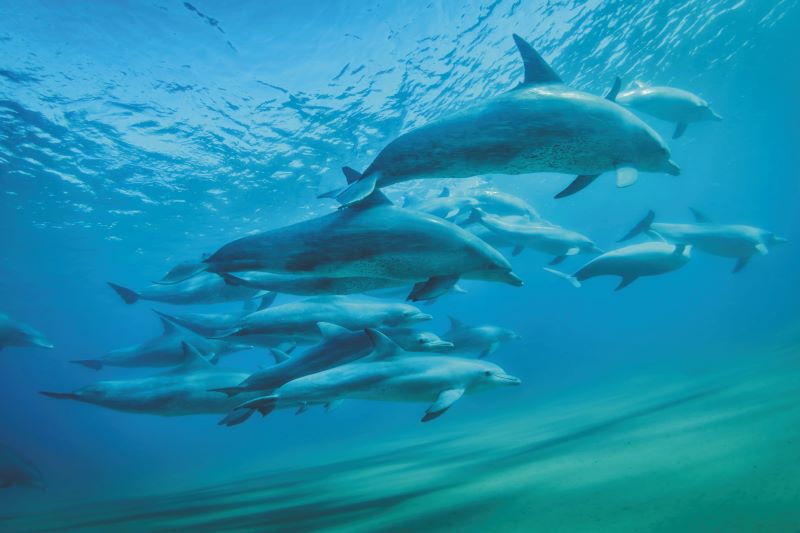 Schnorcheln mit Delfinen auf Mozambique