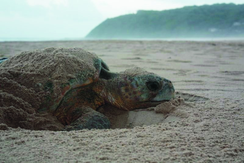 Schildkröte am Strand vom White Pearl Resort