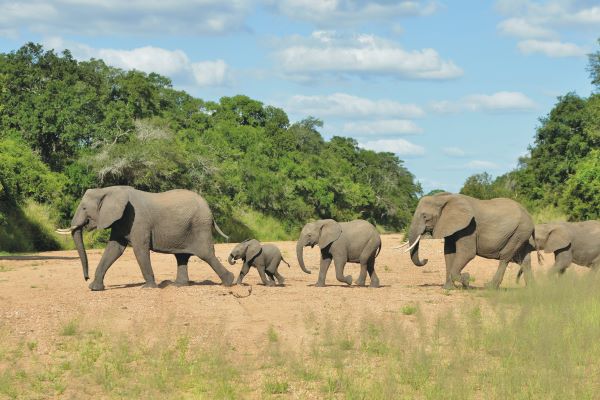 Elefanten streifen durch die Savanne im Kruger Nationalpark, Südafrika