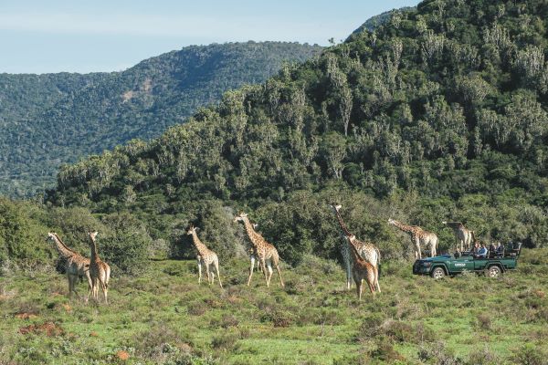 Pirschfahrt mit Giraffen im Kariega Game Reserve in Südafrika