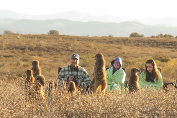 Neugierige Erdmännchen beobachten Urlauber bei Oudtshoorn, Südafrika