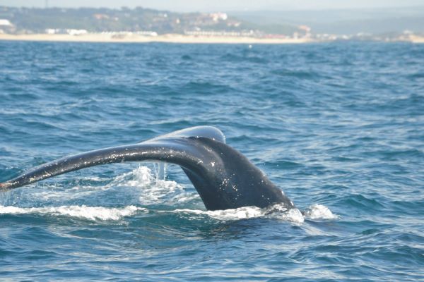 Walflosse im Meer bei Port Alfred in Südafrika