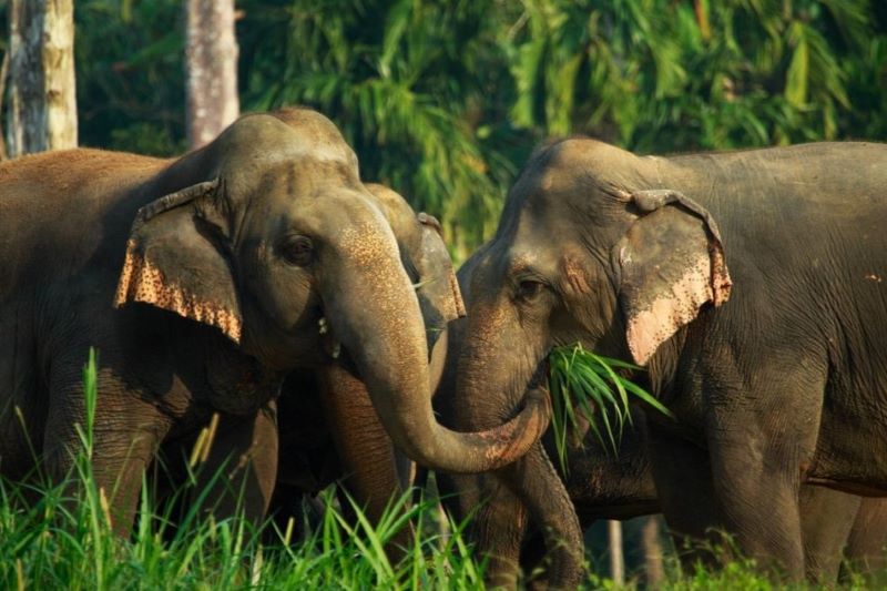 Elefanten im Khao Sok Nationalpark